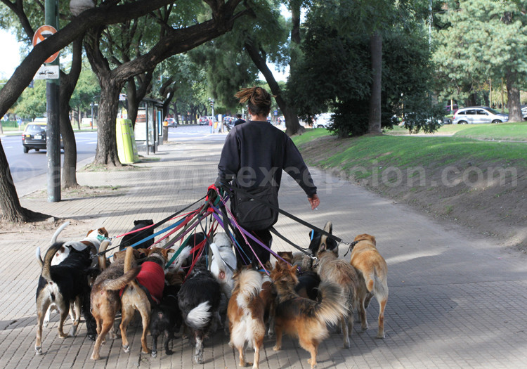 Promeneurs de chiens dans les rues de Buenos Aires