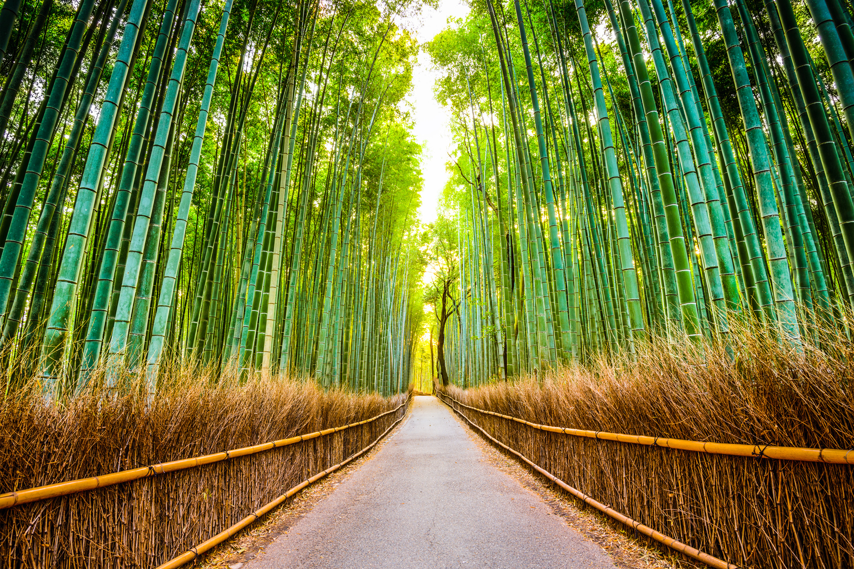 Photo de la foret de bambous a Arashiyama, un incontournable en WHV Japon