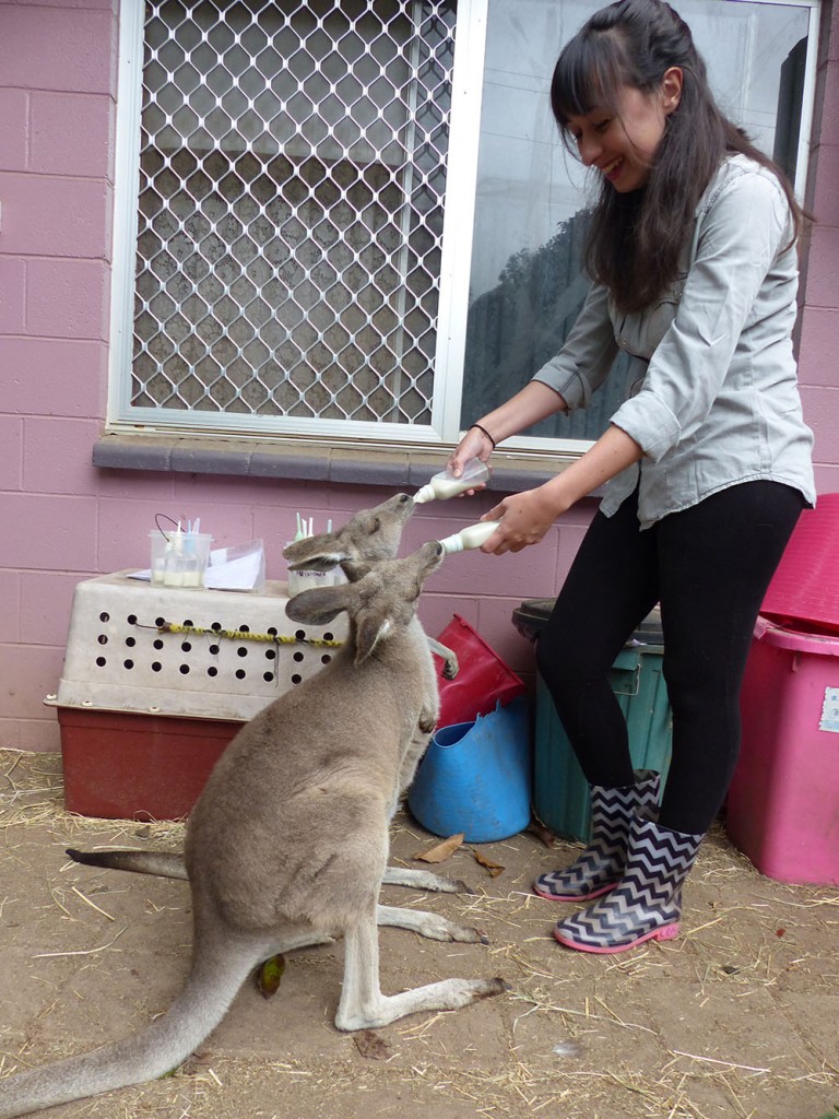 Photo de bebes kangourous qui boivent au biberon en australie