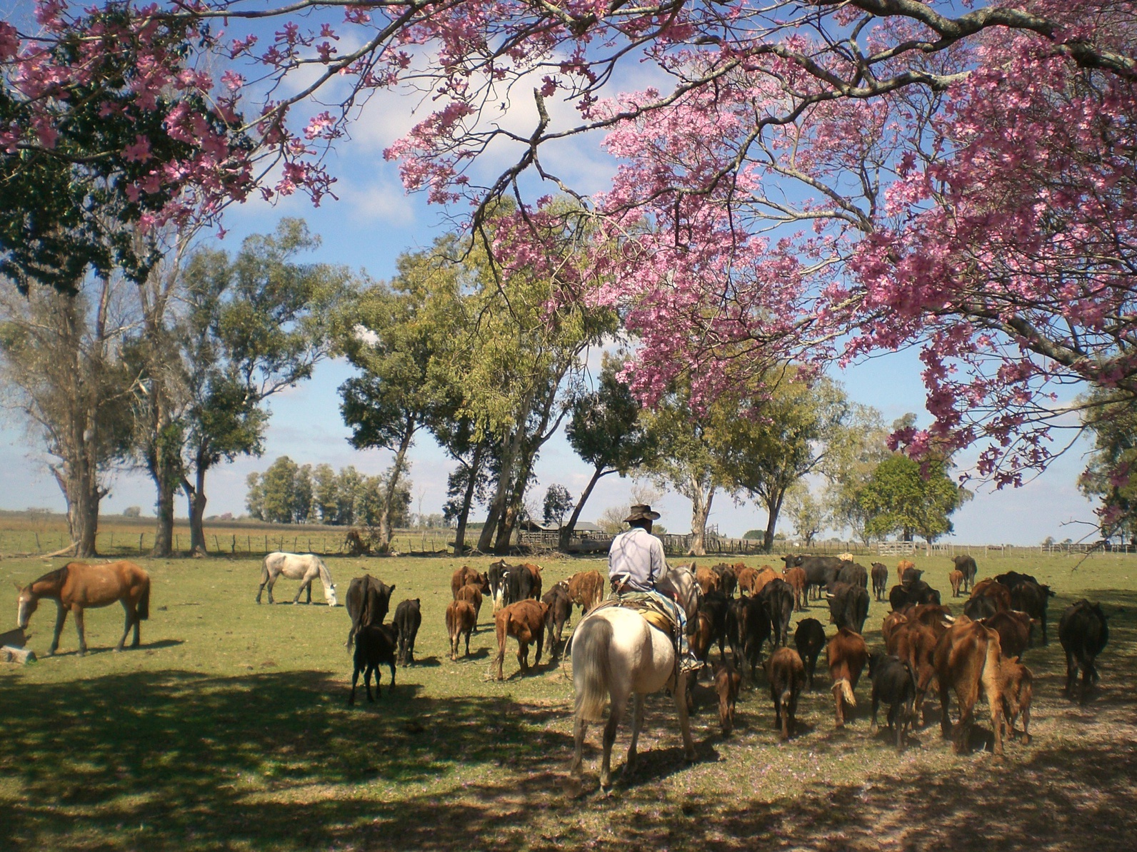 Ranch Estancia en Argentine