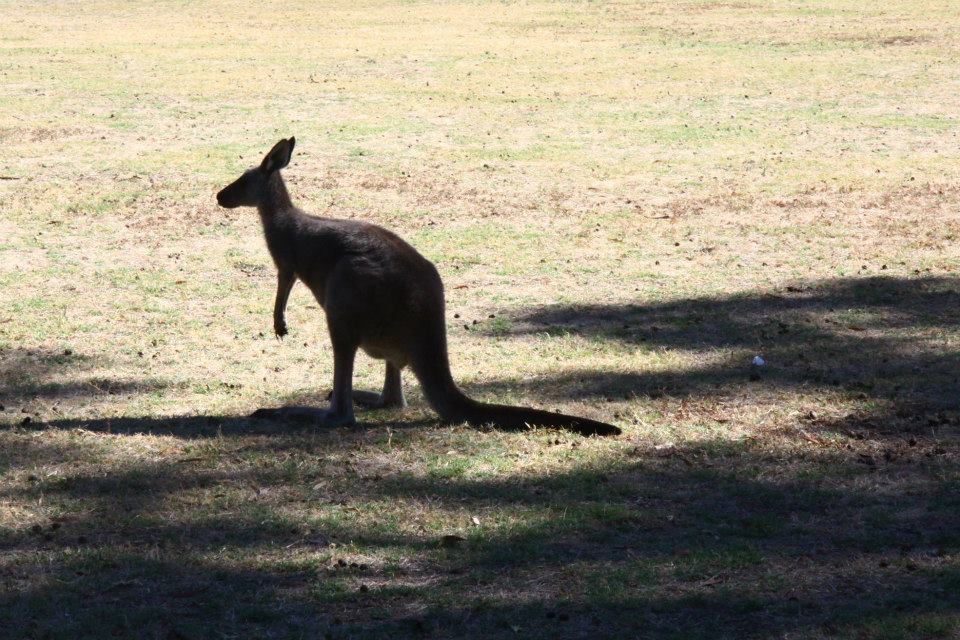 kangourou dans le grampians national park