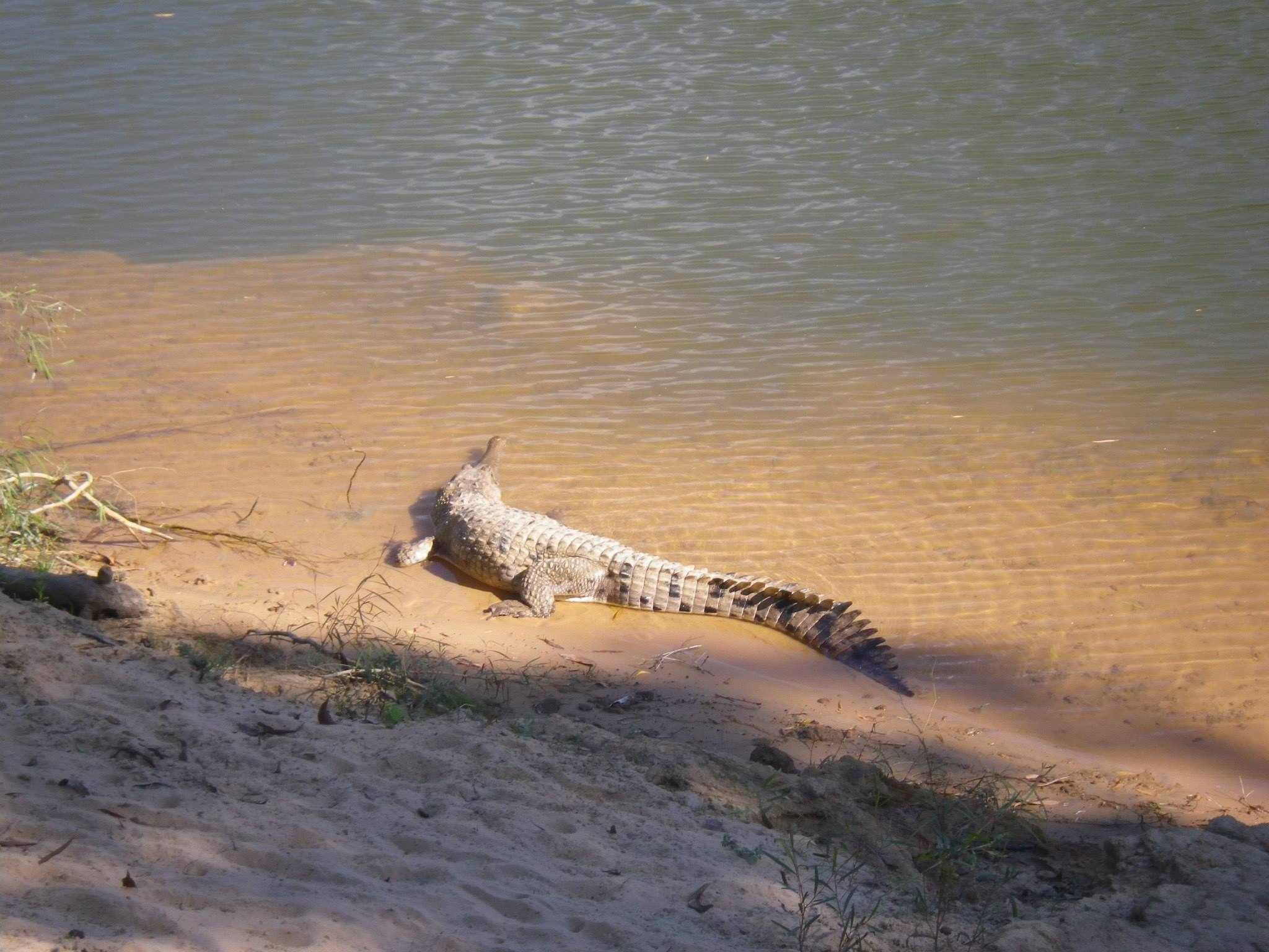 crocodile darwin australie