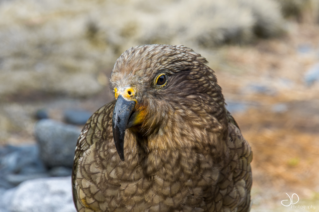photo d'un kea
