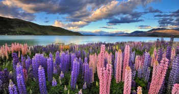 FrogsinNZ vous conseille NZ forex pour vos transferts d’argent entre la Nouvelle Zélande et la France