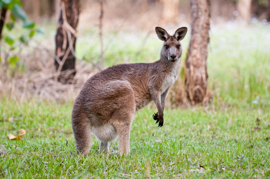 Les espèces endémiques australiennes Les espèces endémiques australiennes