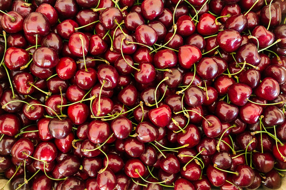 Faire du Fruitpicking dans les champs de Cerises en Australie