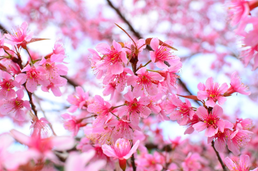 Partager votre vision du Japon en fleur