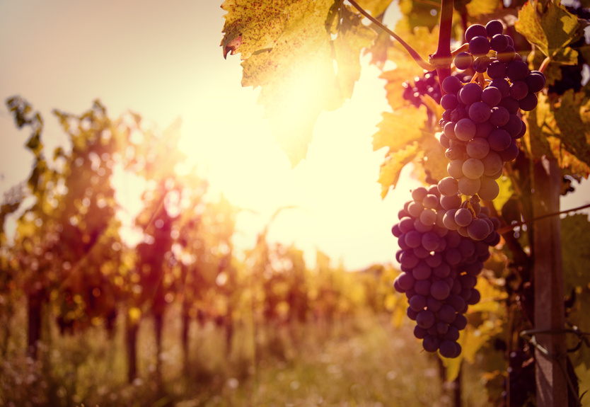 Le fruit picking c’est quoi ?