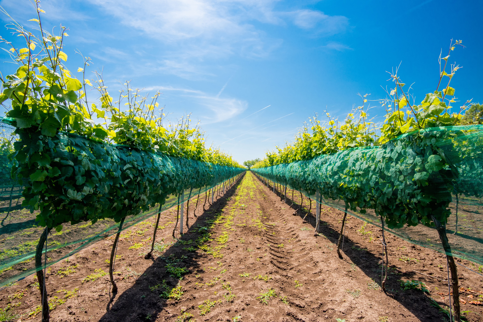 Comment choisir sa ferme en Australie ?