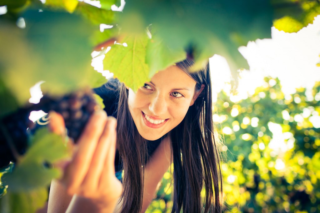 Grapes in a vineyard being checked by a female vintner