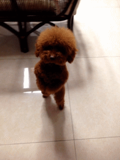 reactiongifs.com