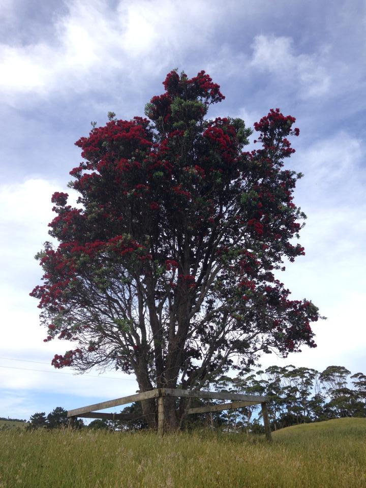 Le fameux Pohutukawa : l'arbre de Noël de NZ