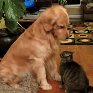 http://giphy.com/