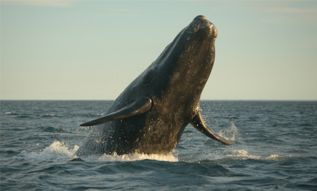 baleine-argentine-valdes