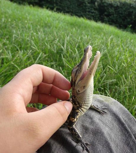 Crocodile-australie-whv ©DR