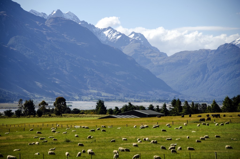 New Zealand sheep farm