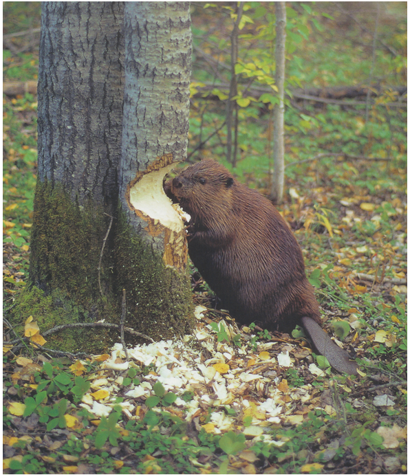 Castor-canada-whv