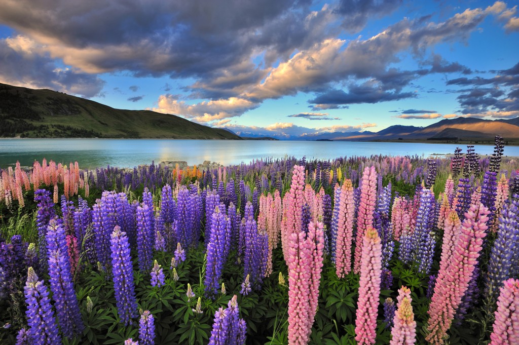 Lupines on the shore of Lake Tekapo, New Zealand