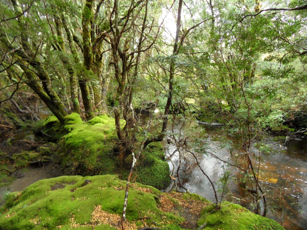 © Romain Dondelinger Tasmanie Cradle Mountain 2