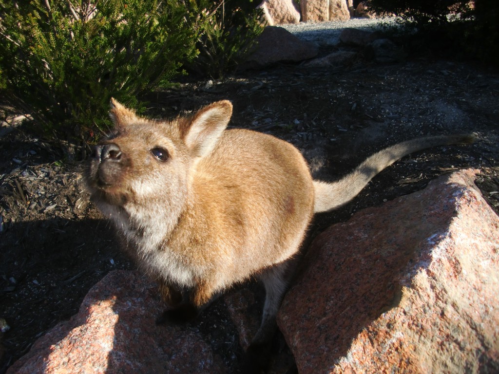 © Romain Dondelinger Tasmanie Freycinet 6