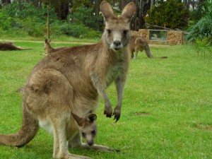 © Romain Dondelinger Tasmanie Mole Creek 2