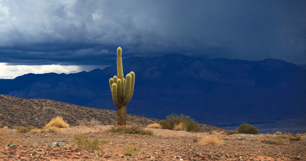Cactus. Los Cardones national park in northern Argentina