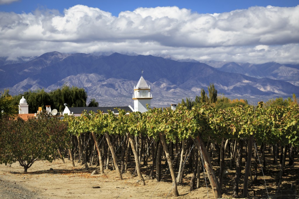 Vineyards in Cafayate, Argentina