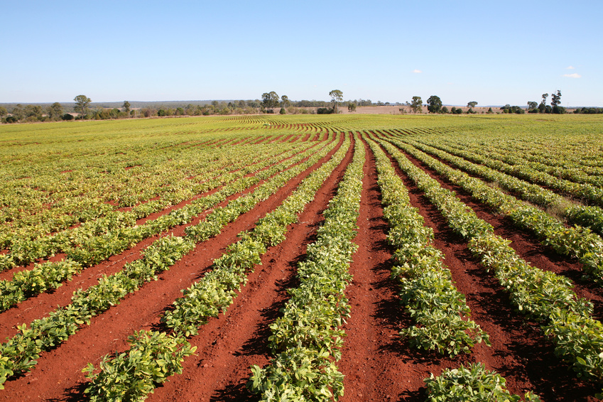 Peanut crop, ready for harvesting, Queensland, Australia