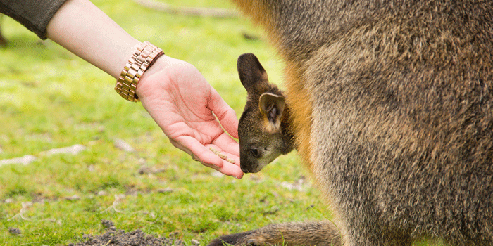 Photo d'un bebe kangourou dans la poche en Australie