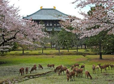 parc-nara-whv-japon