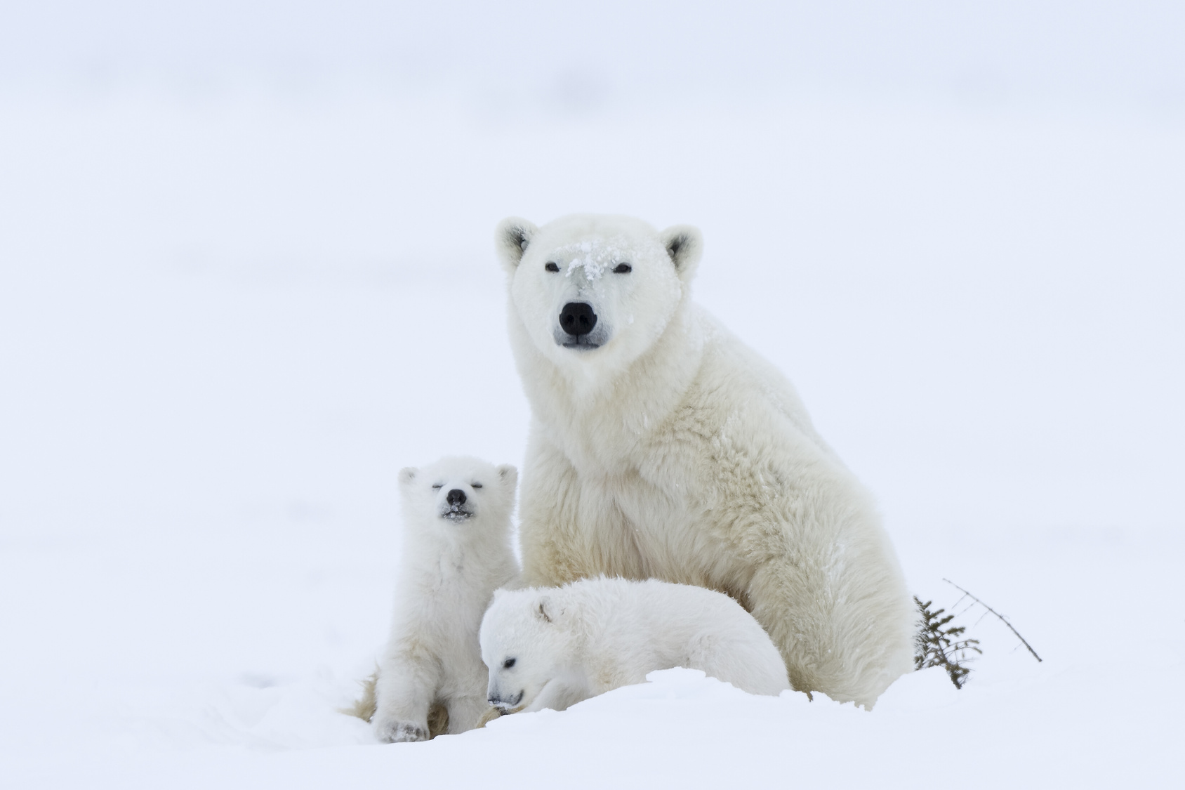 Photo de trois ours polaire dans la neige au Canada en PVT