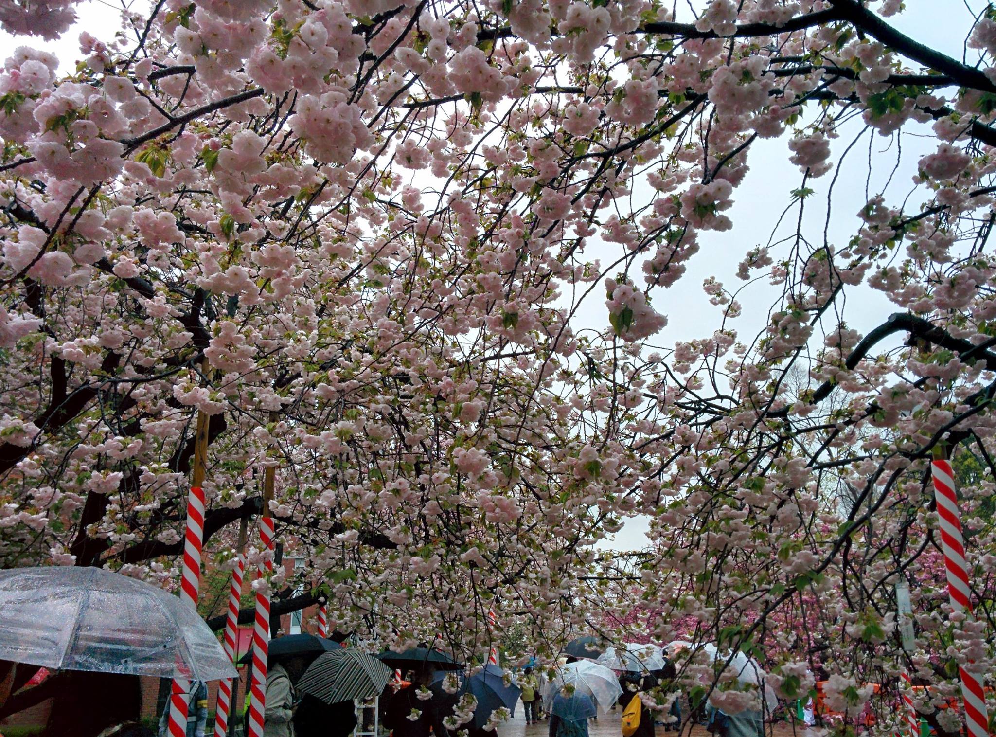 Cerisier Tokyo