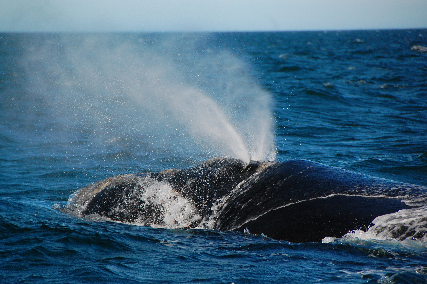 Baleines de Patagonie Argentine