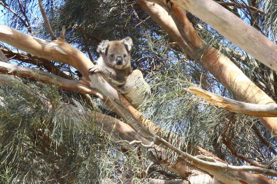 koala great ocean road