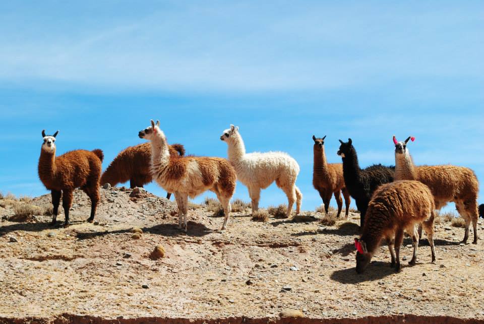 Voyage en Argentine : 5 expériences à vivre absolument !