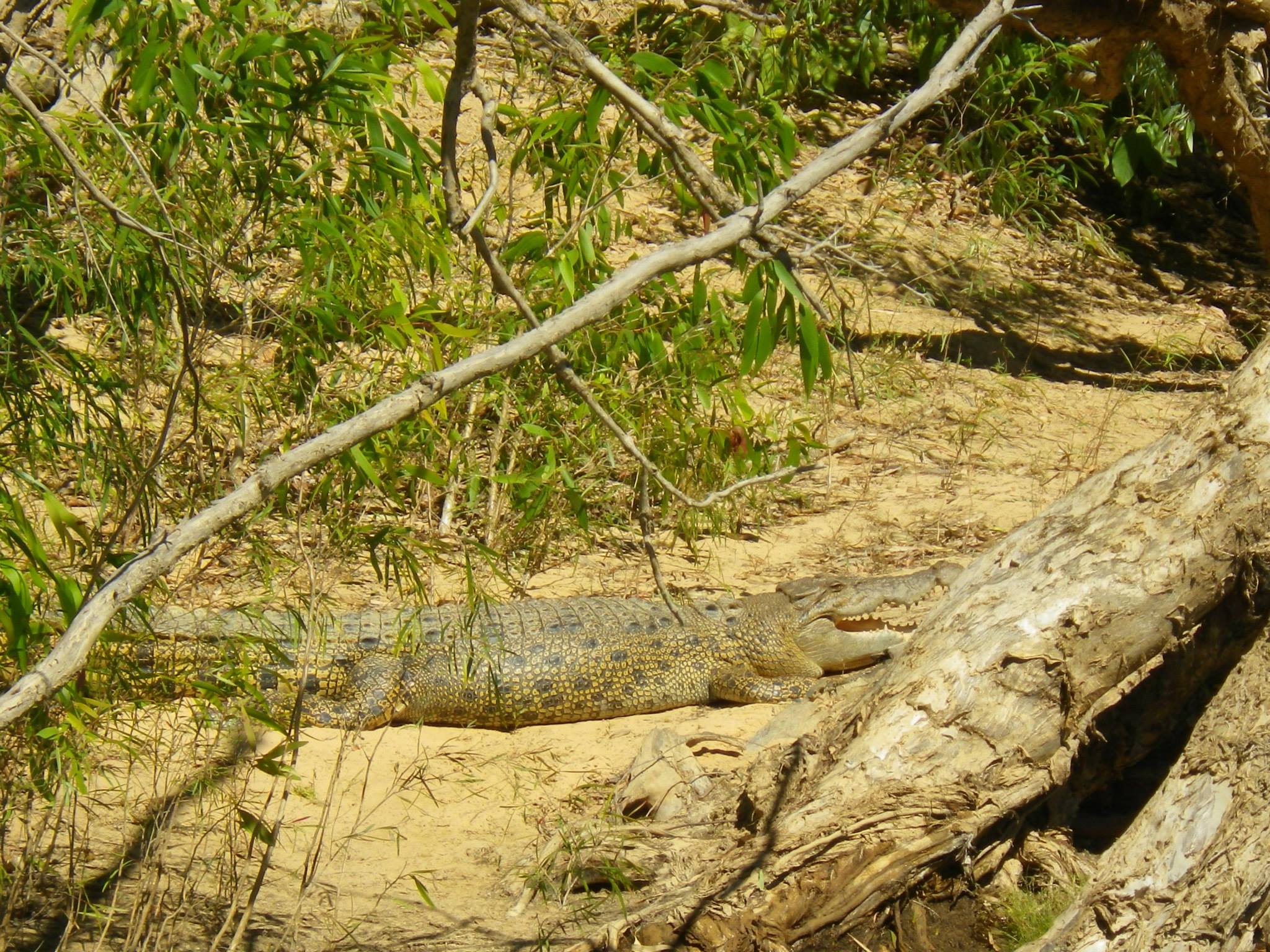 crocodile mary river australie