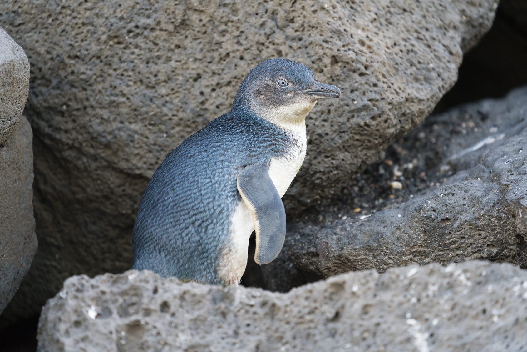 observer les pingouins à phillip island près de Melbourne