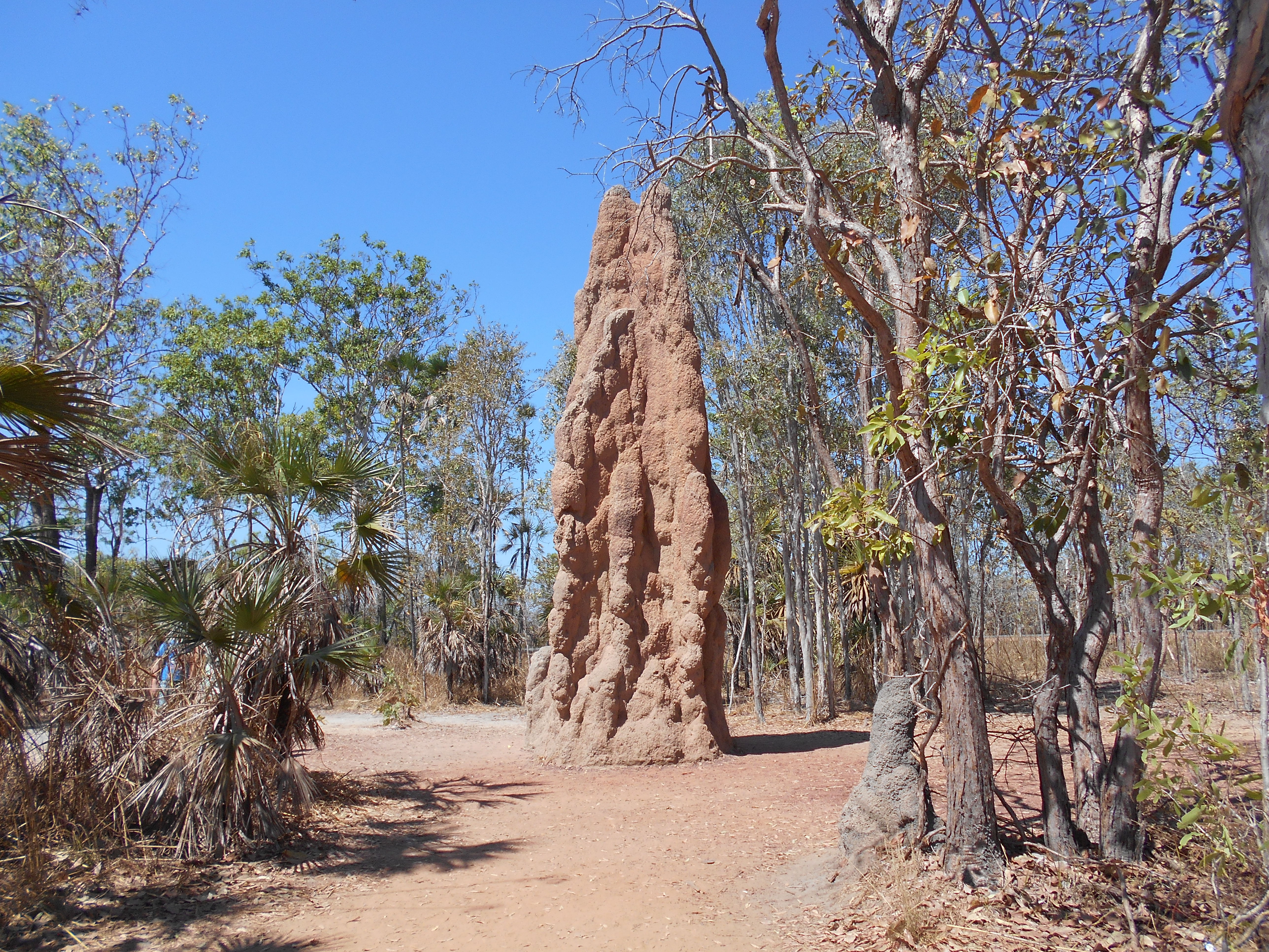 termitiere litchfield national park northern territory