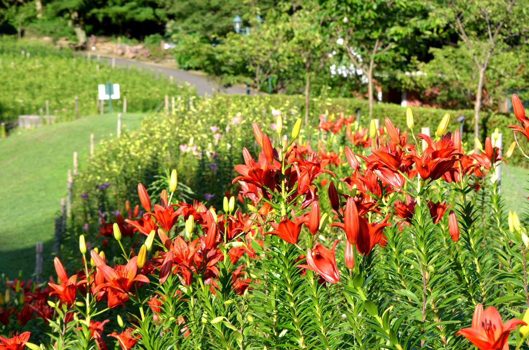 jardin aromatique à kobe