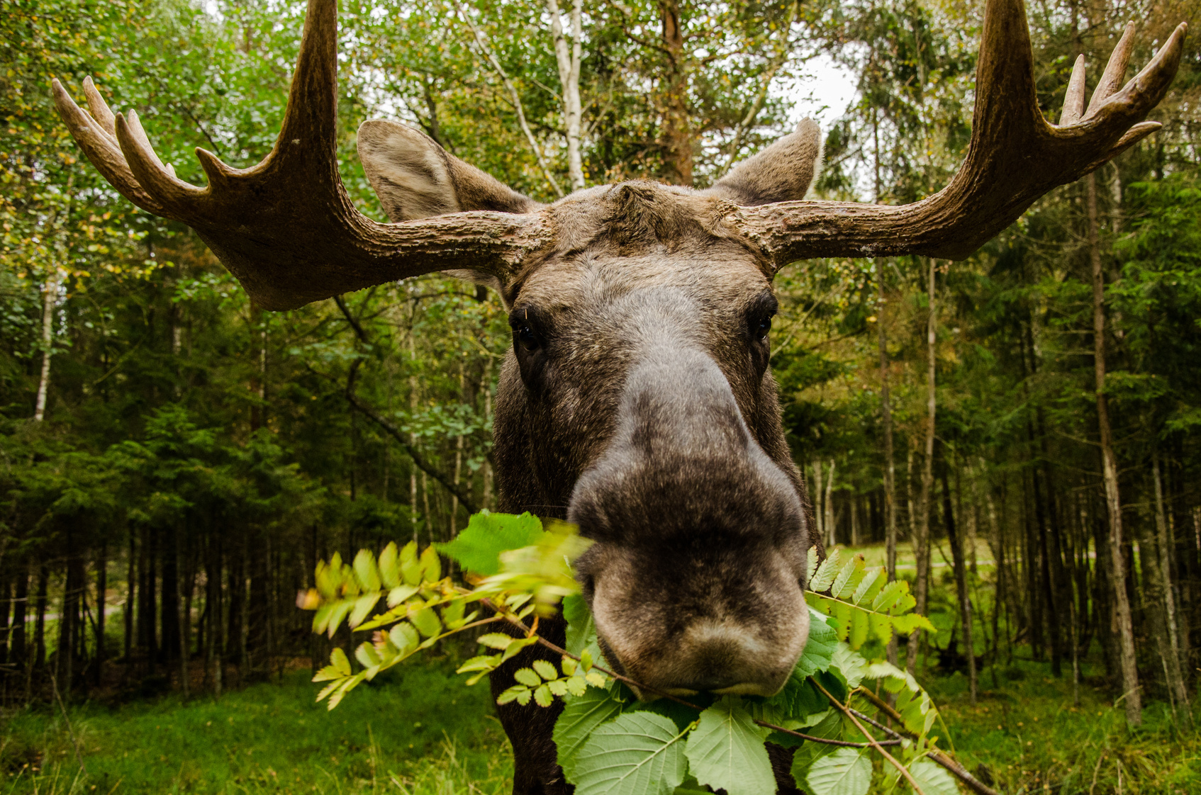 orignal quebec