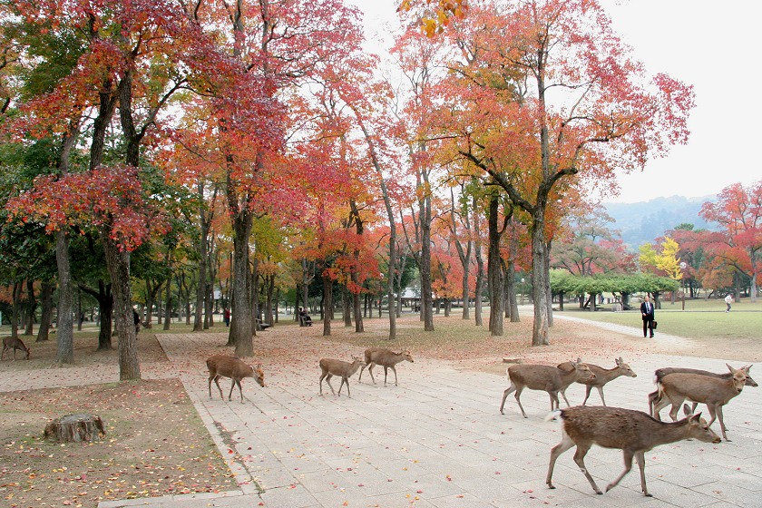 les daims dans le parc de Nara au Japon
