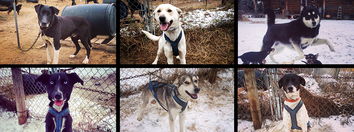 Les chiens de traîneaux coups de coeur