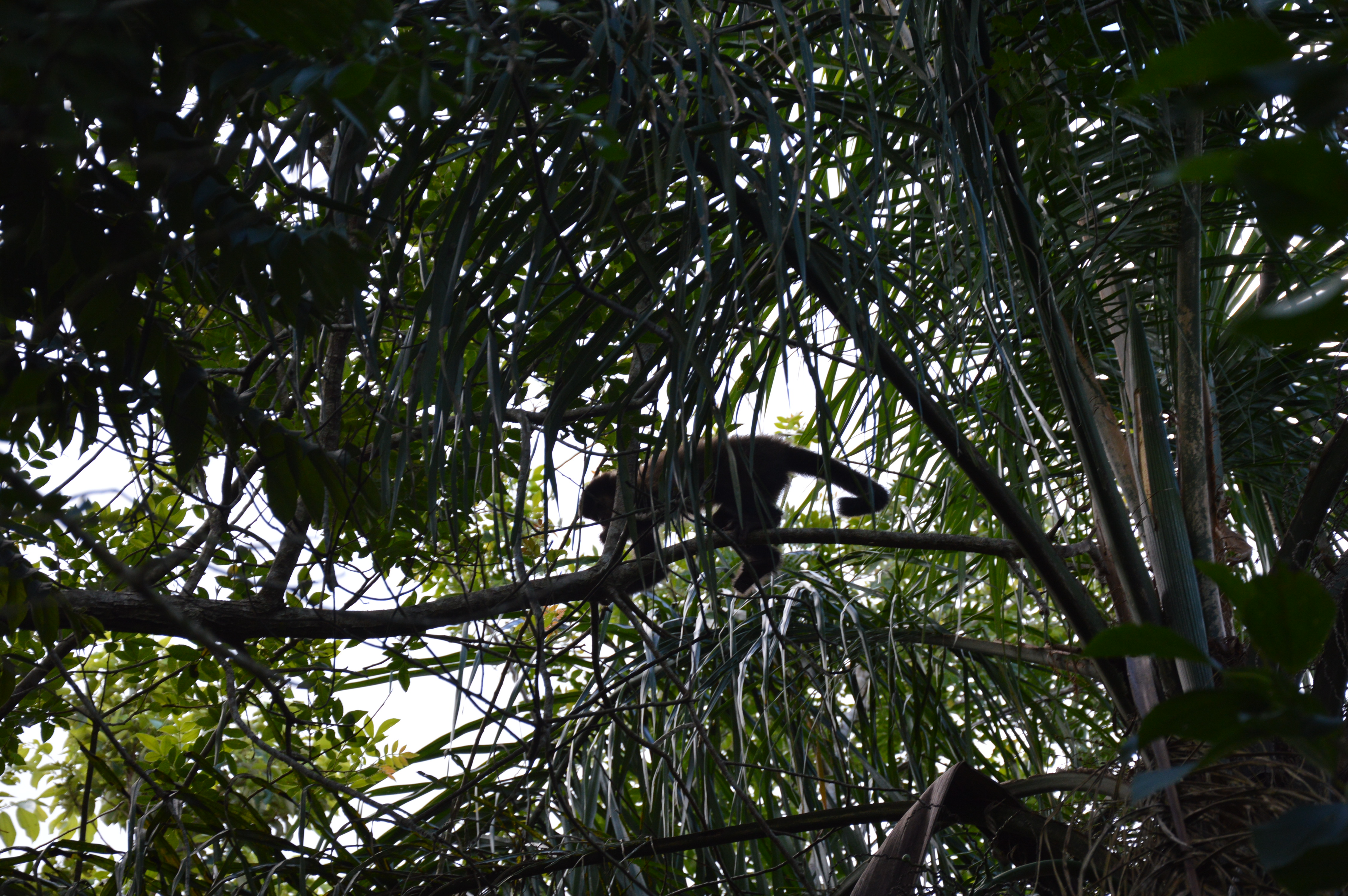 Iguazu côté brésilien