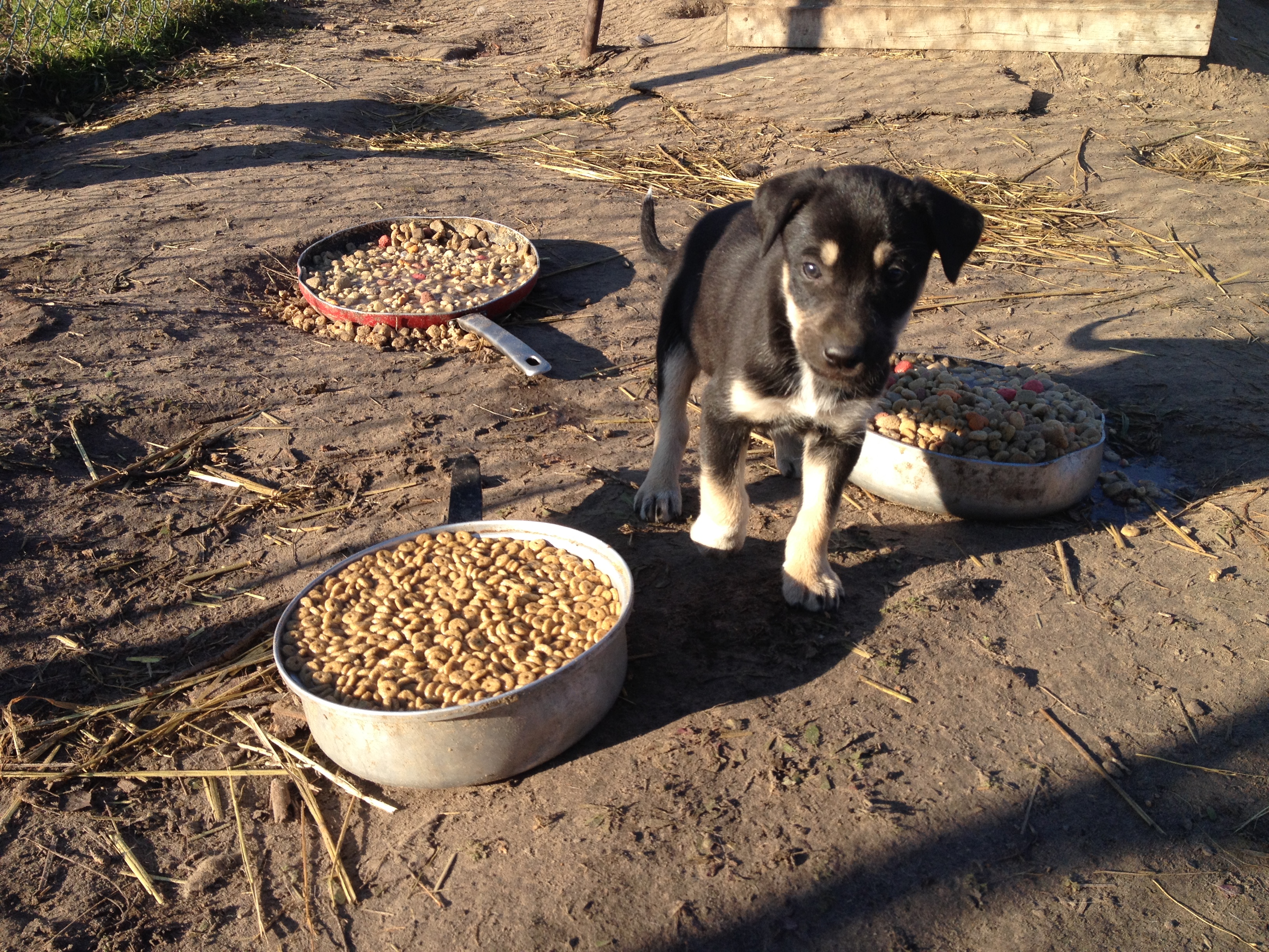 Un joli chien canadien