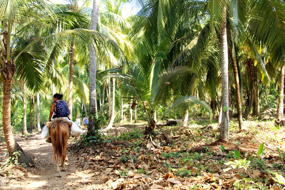 visite a cheval du parc national de tayrona