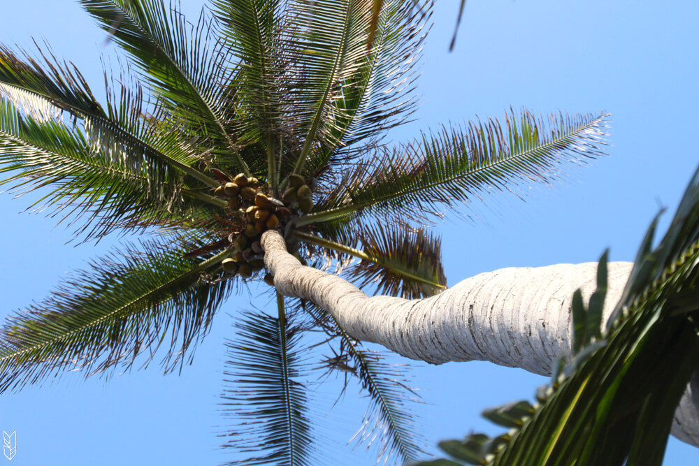 palmier dans le parc naturel de tayrona