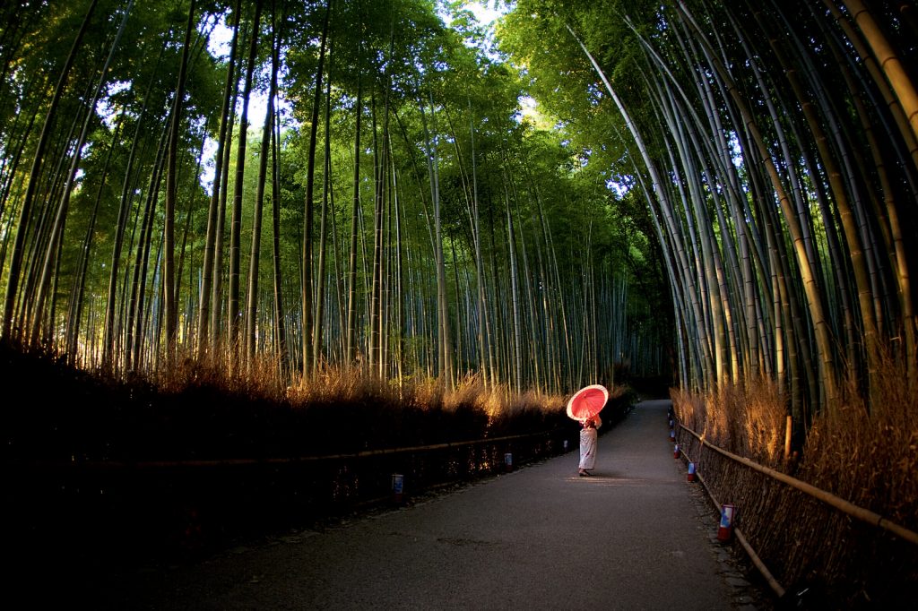 sentier traversant la bambouseraie d'Arashiyama