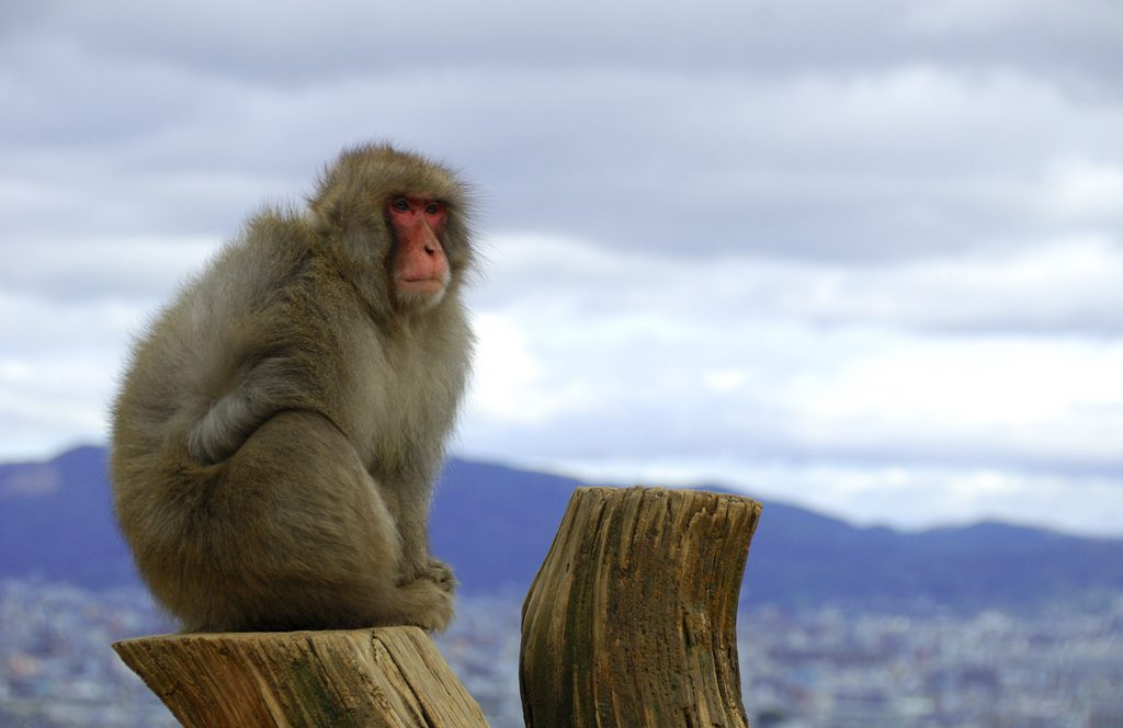 singe sur la montagne iwata