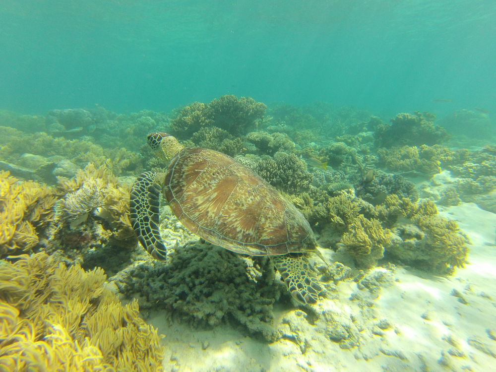 Snorkeling avec les tortues à Cape Tribulation