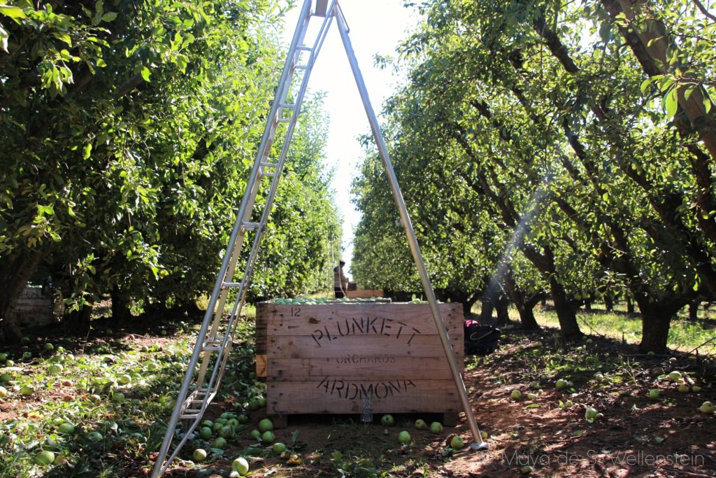 ramasser des pommes en Australie
